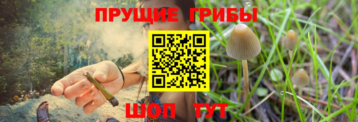 Михайловка  Псилоцибиновые грибы GOLDEN TEACHER  Вход с VPN  Галлюциногенные грибы прущие грибы 